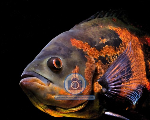 Oscar aquarium fish - fish, south