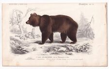 Engraving 19th Century Bear