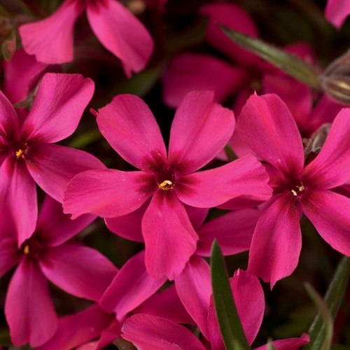 Phlox subulata scarlet - subulata, flame