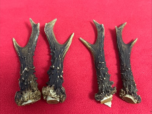 Pairs fancy roe - pairs, deer