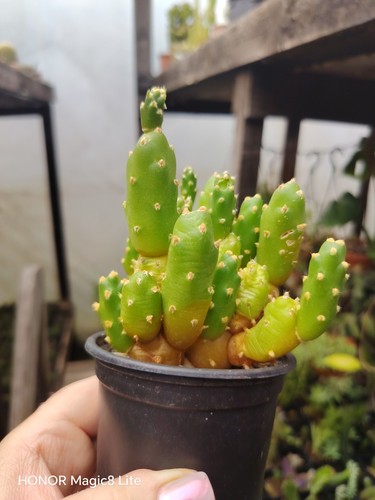 Tephrocactus fulvicomus plant - tephrocactus,