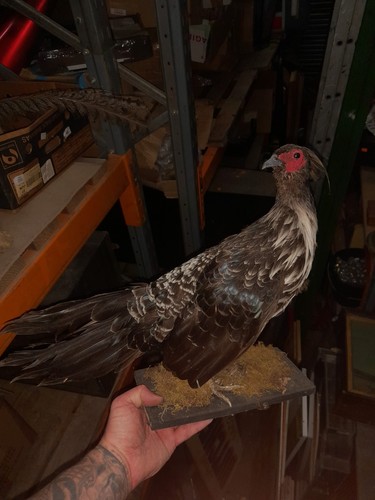 Exotic pheasant countyside - , art