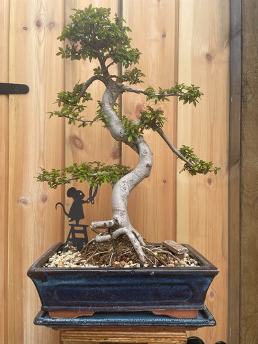 43cm chinese elm bonsai - 🌱43cm,