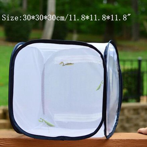 Mantis stick small insect - small,