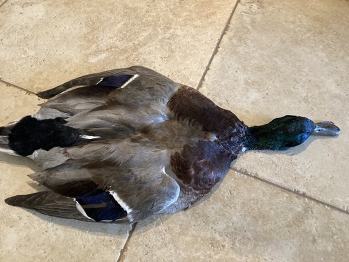 Drake mallard duck full skin - drake,