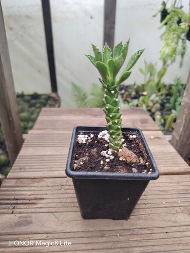 Euphorbia ritchie medusa - ritchie, head