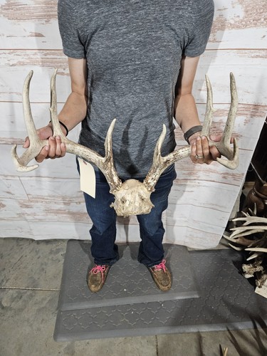 Wild point whitetail deer - 12,
