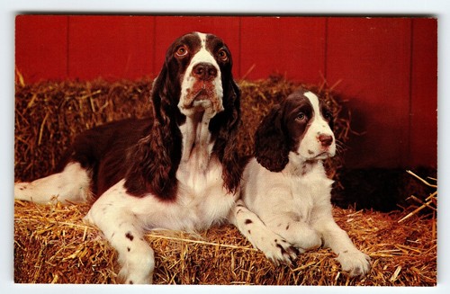 Springer spaniel mother and - spaniel,