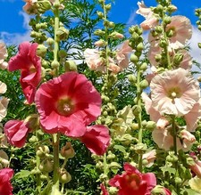 150x Alcea Hollyhock Antwerp