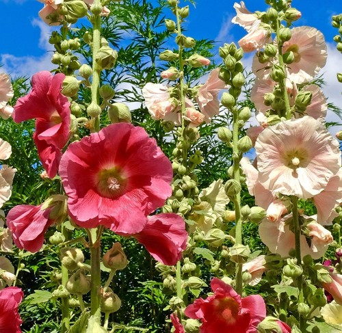 150x alcea hollyhock - alcea,