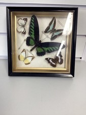 framed collection tropical