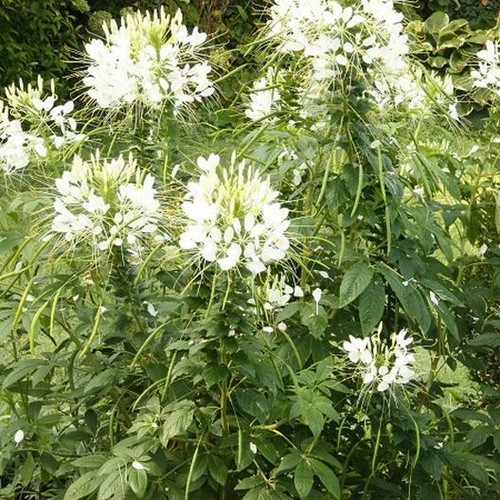 Cleome white queen spider - queen,