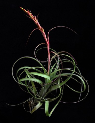 Balbisiana air plant curly - balbisiana,