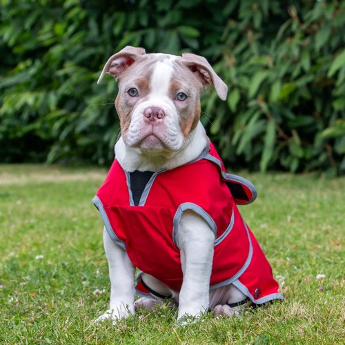 Dog raincoats waterproof ancol - raincoats,
