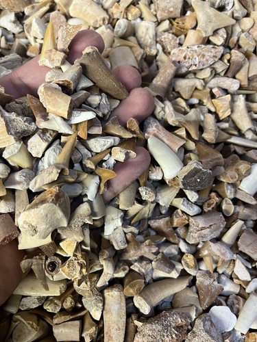Fossil mixed sand - 1,