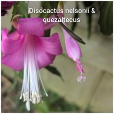 Rarely offered-Disocactus quezaltecus-Epiphyllum-pls read description