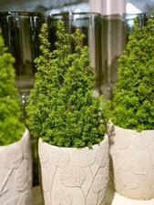 [x10] YEW HEDGING | TAXUS BACCATA | EVERGREEN | BUSHY HEDGING PLANT |15-30CMS | 