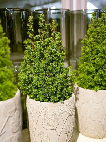 X10 yew hedging taxus - [x10],