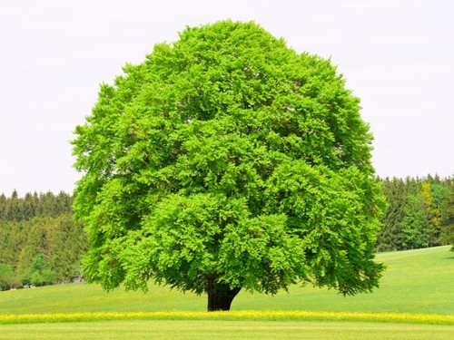 Beech tree seeds - ,