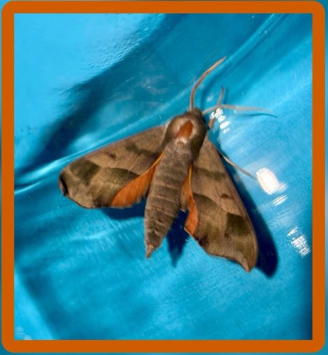 Virginia creeper sphinx - 👒,