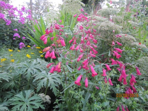 Penstemon garnet hardy - garnet,