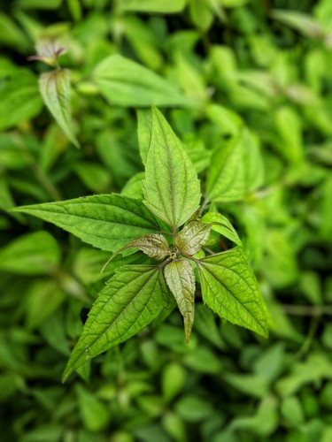 Mexican dream herb - herb, calea
