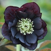 Hellebore orientalis - ,