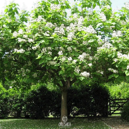 Catalpa speciosa pcs fresh - catalpa, 20