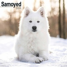 Samoyed Calendar 2026 - Dogs - Month To View