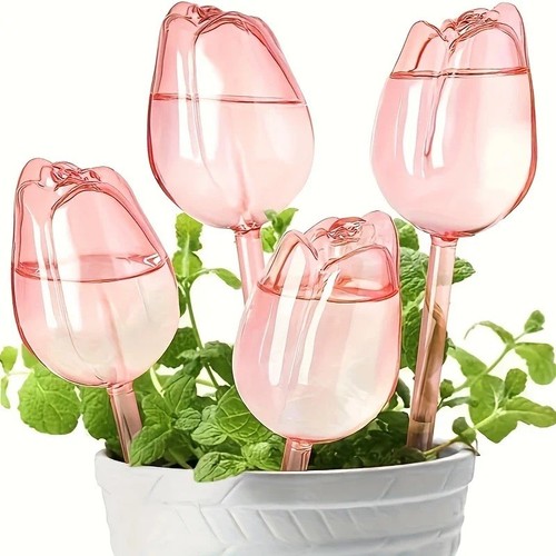 Pink tulip plant - plant, watering