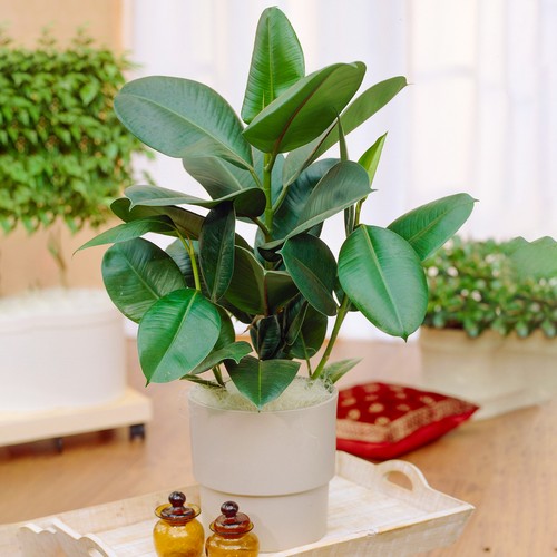 Ficus robusta glossy - |,