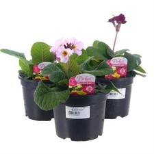 Polyanthus Stella 13cm - Mixed
