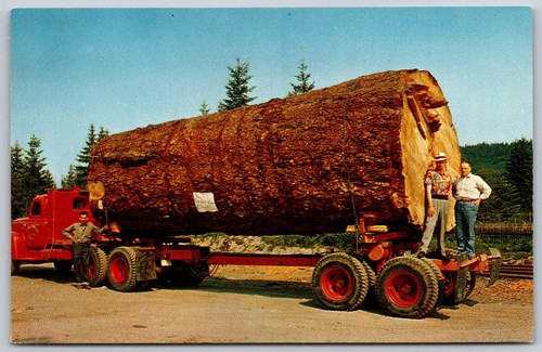 Vintage giant fir log postcard - giant,