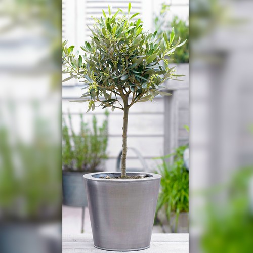 Olive olea europa tree - 'olea, europa'