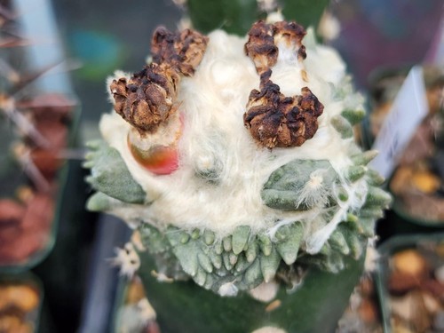 Ariocarpus godzilla x - cv,