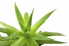 ALOE VERA - Medicinal Aloe
