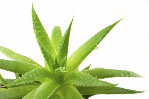 Aloe vera medicinal - vera,