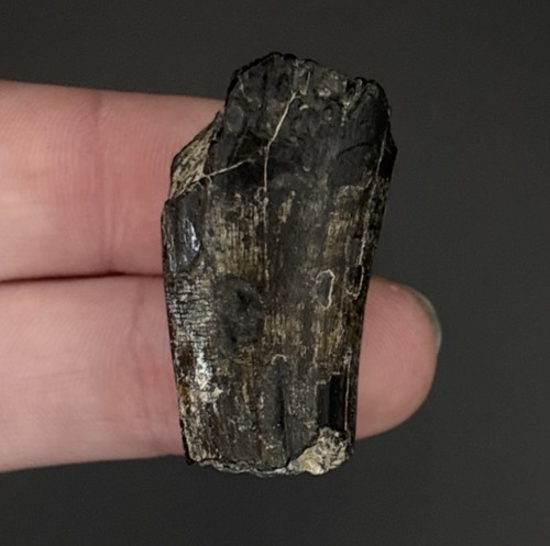 Suchomimus dinosaur tooth - suchomimus,