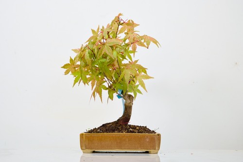 Deshojo japanese maple - 'deshojo',