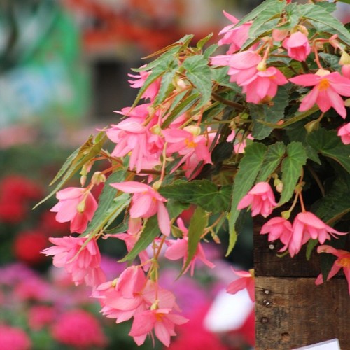 Trailing begonia funky - 'funky, pink'