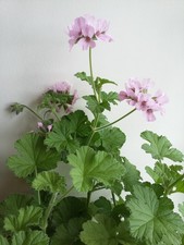 Attar of Roses - Scented