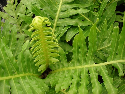 Blechnum gibbum dwarf tree - blechnum,