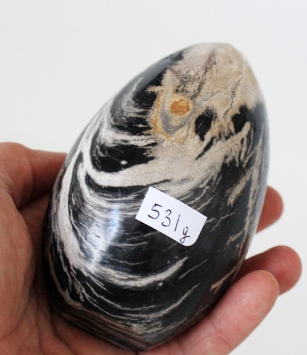 Fossil wood petrified - wood,,