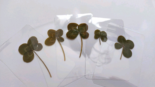 Laminated leaf clovers - laminated,