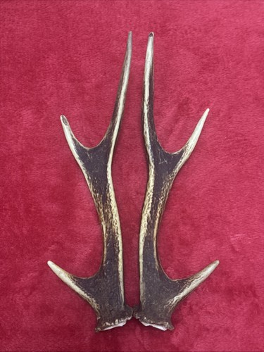 Pair sika deer antlers - sika,