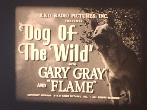 Dog the wild - dog, 1949