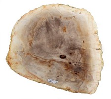 Fossil Wood Petrified Wood