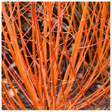 50 Common Dogwood Plants /