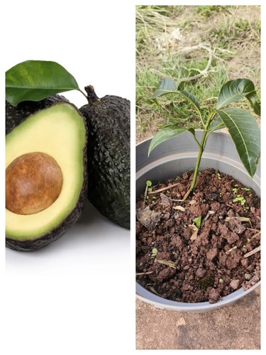 Avocado seedling for sale - x,