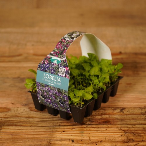 Plug plants lobelia - plants, string